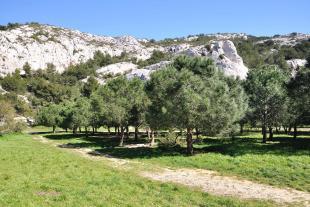 Pine forest planted in the park of the Baumettes