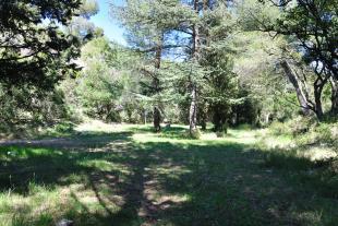 Picnic area in the shade of trees in la Gardiole forest