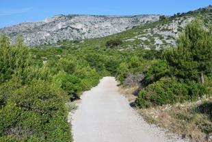 Chemin de randonnée entre les pins vers la calanque d'En vau