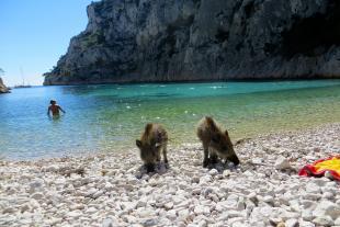 Wild boars at the beach of En-vau