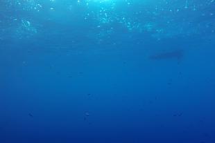 Shoal of fish in open water