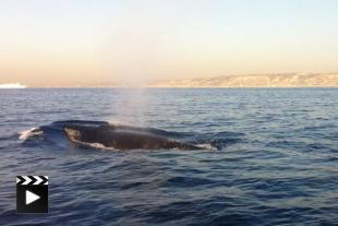 Whales in the Frioul archipelago