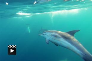 Encounter with dolphins in the Frioul archipelago (Marseille)