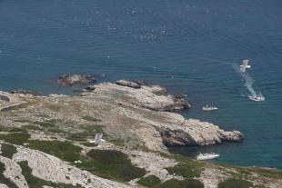 Riou island, a seagulls paradise