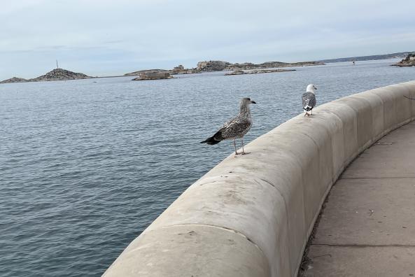 Gulls and view of the Gaby Islands, Château d'If and Frioul