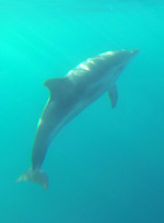 The white and blue dolphin of Mediteranean Sea